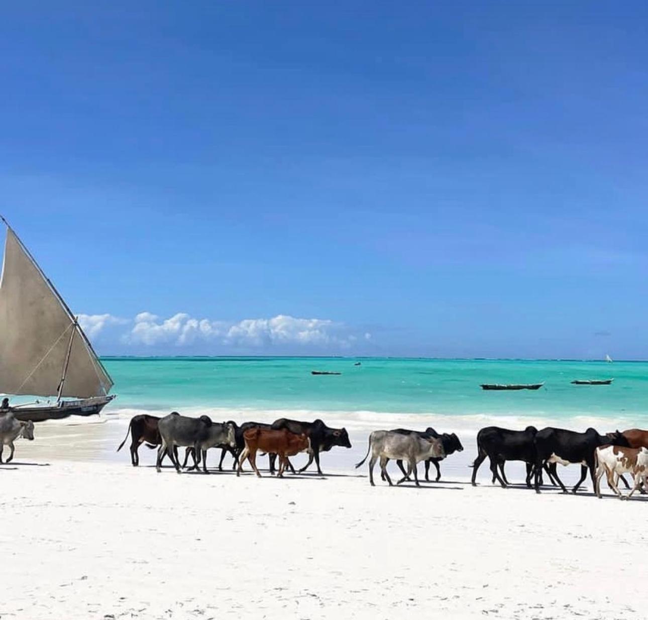 Your Zanzibar Place ปาเยอ ภายนอก รูปภาพ